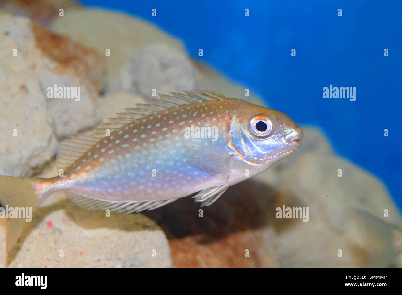 Mottled spinefoot (Siganus fuscescens) in Japan Stock Photo