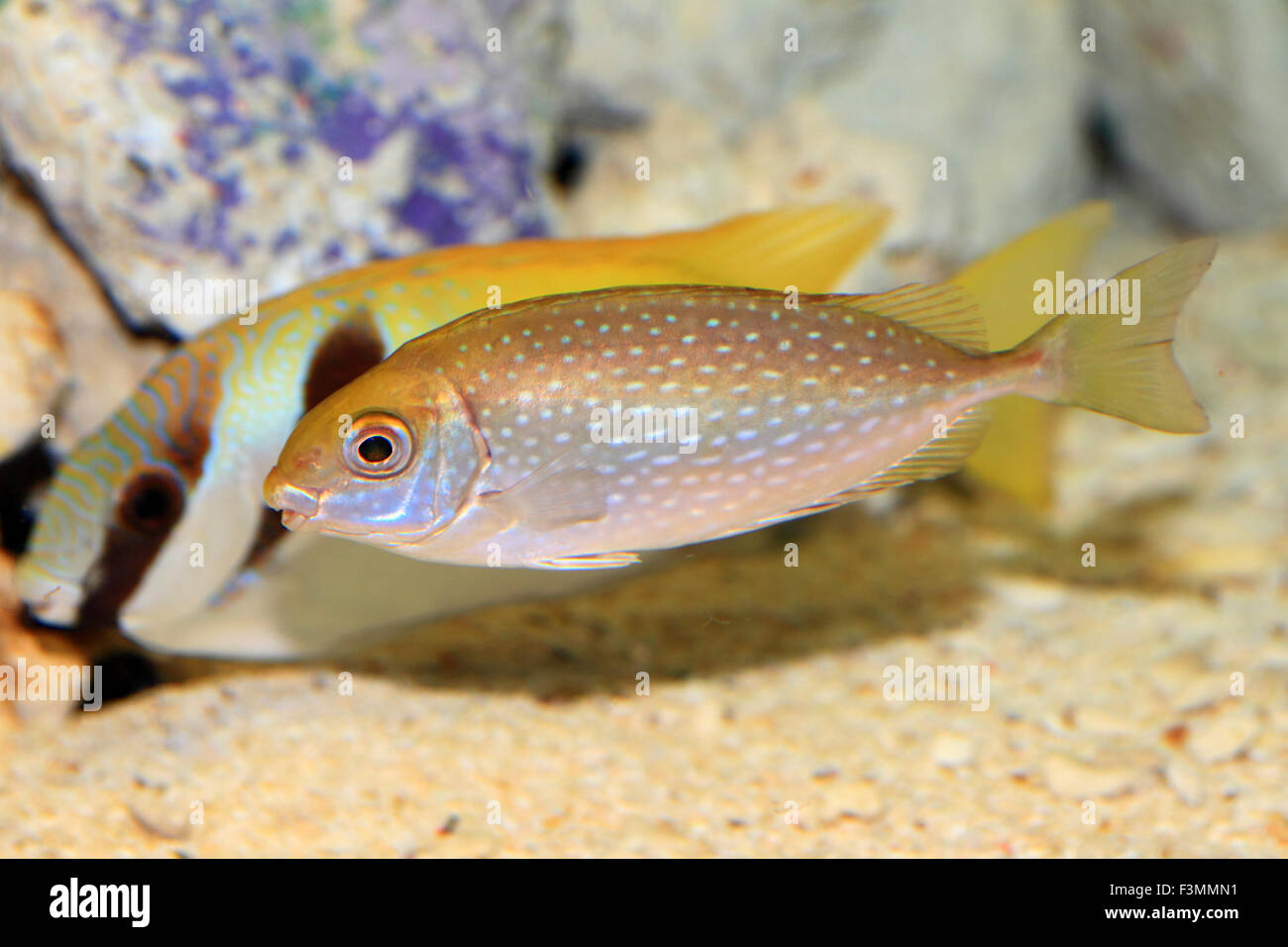 Mottled spinefoot (Siganus fuscescens) in Japan Stock Photo