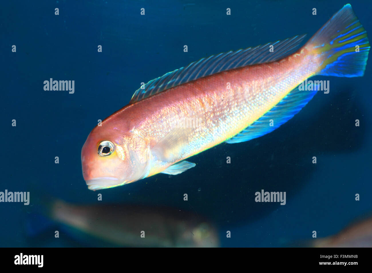 Horsehead tilefish (Branchiostegus japonicus) in Japan Stock Photo - Alamy