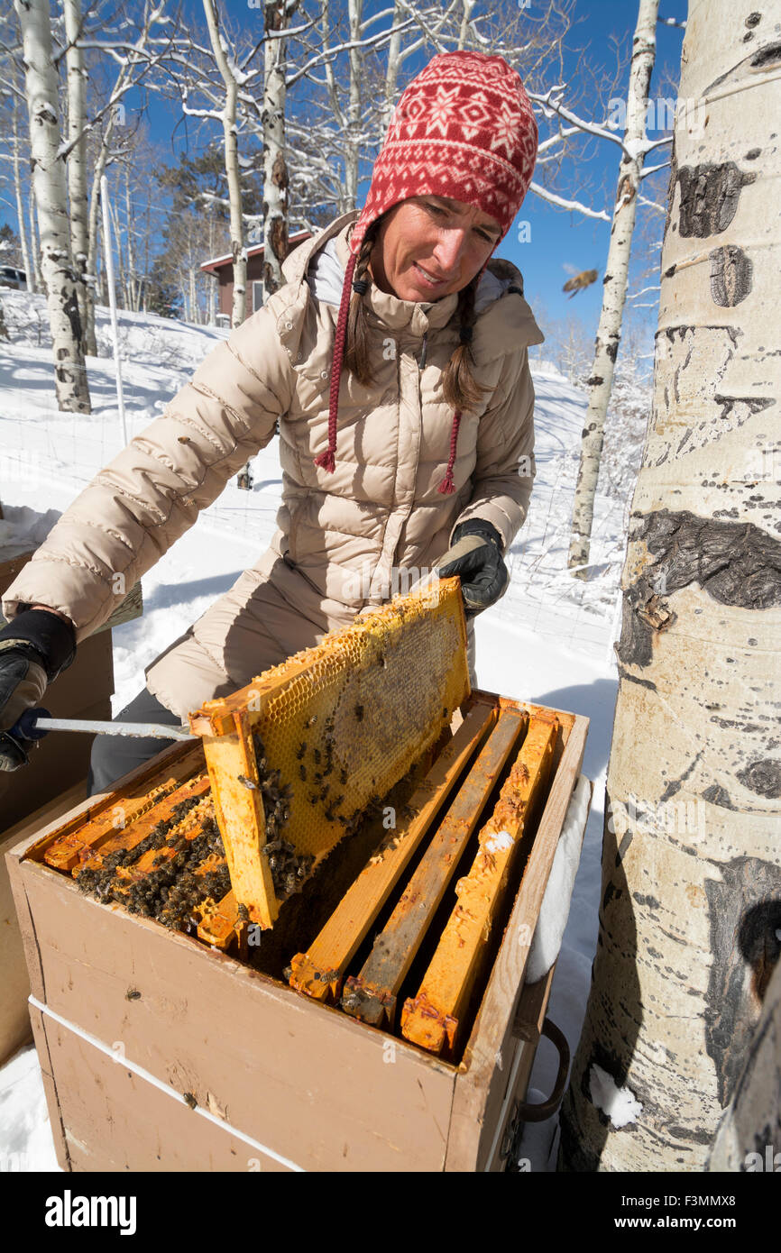 A woman opens a beehive in the winter, Ridgway, Colorado. Stock Photo