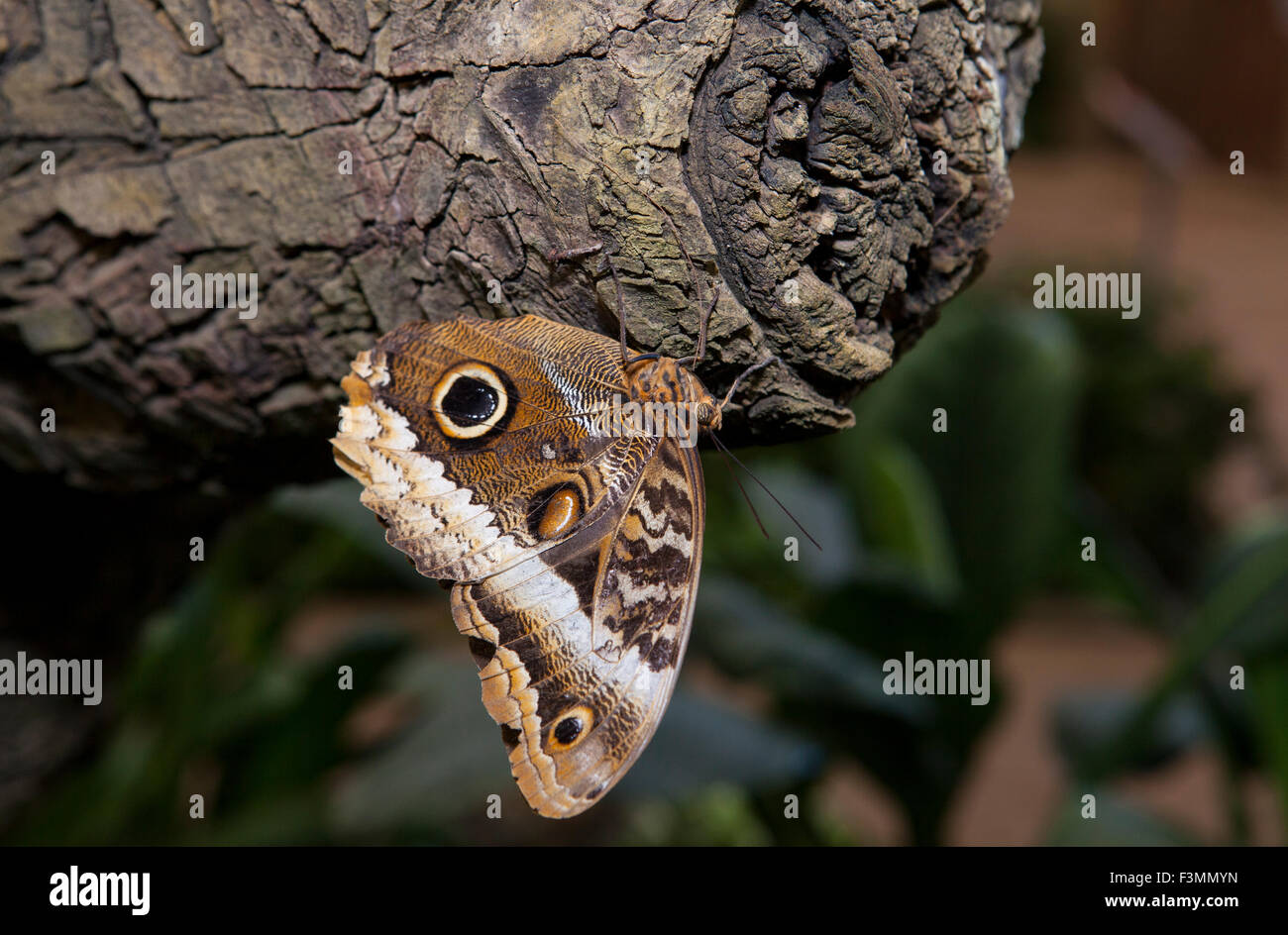 Close-up of a beautiful tropical owl butterfly or Caligo Memnon, hanging of a trunk Stock Photo