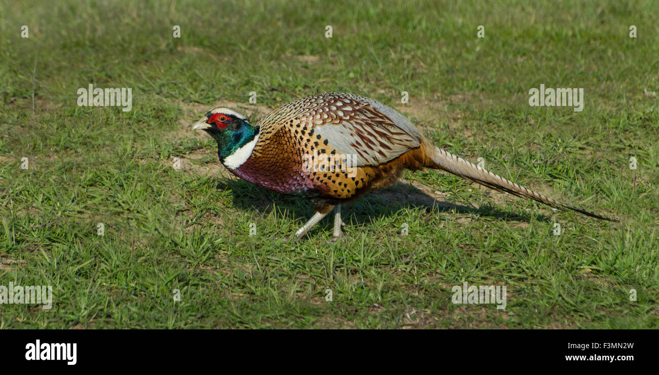 Ring-necked Pheasant (Phasianus cochicus) male is a gamebird native to Asia and introduced to the Unnited States. The Sacramento Stock Photo