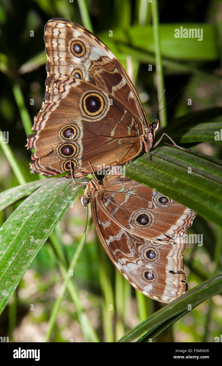Closeup of a pair of beautiful tropical Owl Butterfly or Caligo Memnon mating Stock Photo