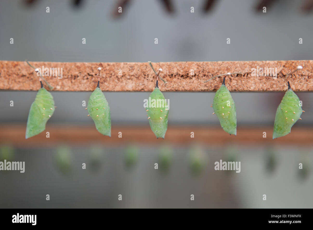 Five Four green pupas is hanging from pins Stock Photo