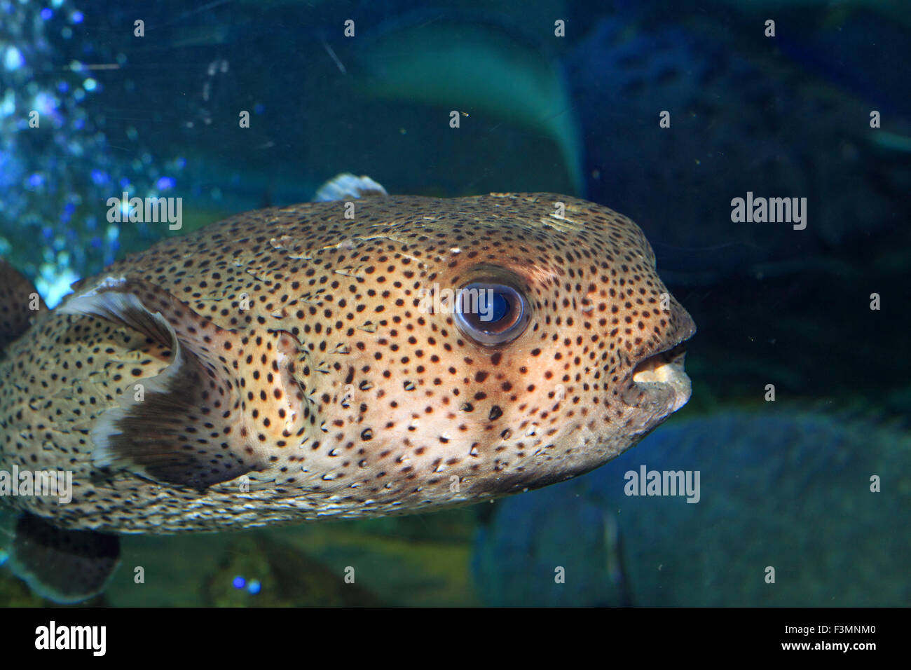 Spot-fin Porcupinefish (Diodon hystrix) in Japan Stock Photo