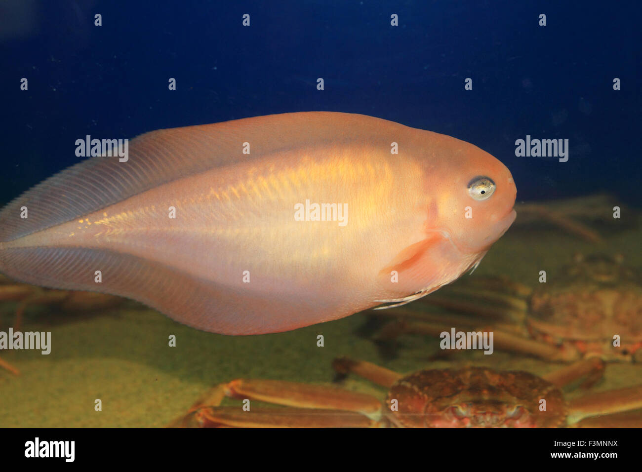 Salmon Snailfish (Careproctus rastrinus) in Japan Stock Photo