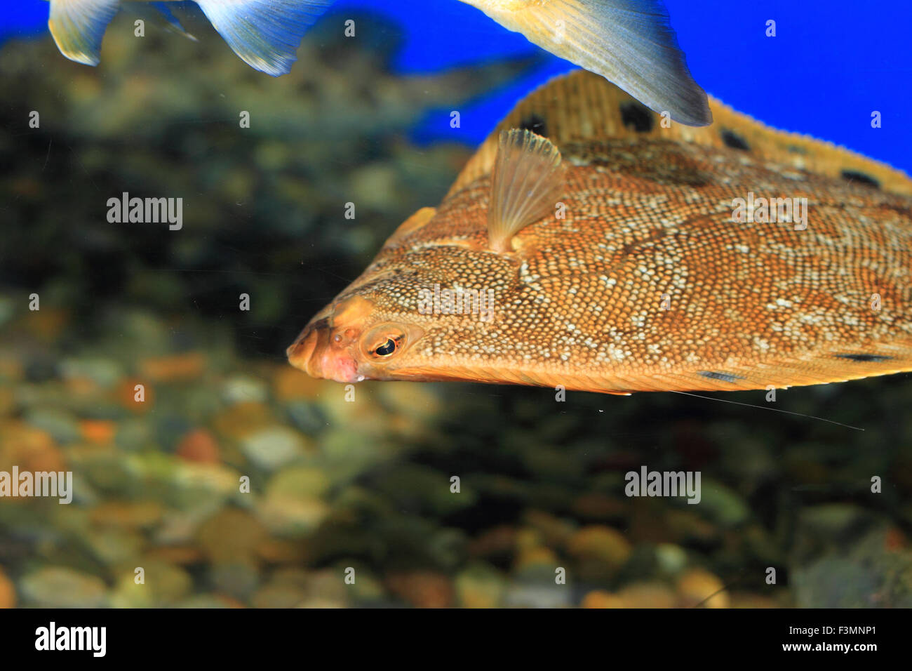 Stone flounder (Kareius bicoloratus) in Japan Stock Photo