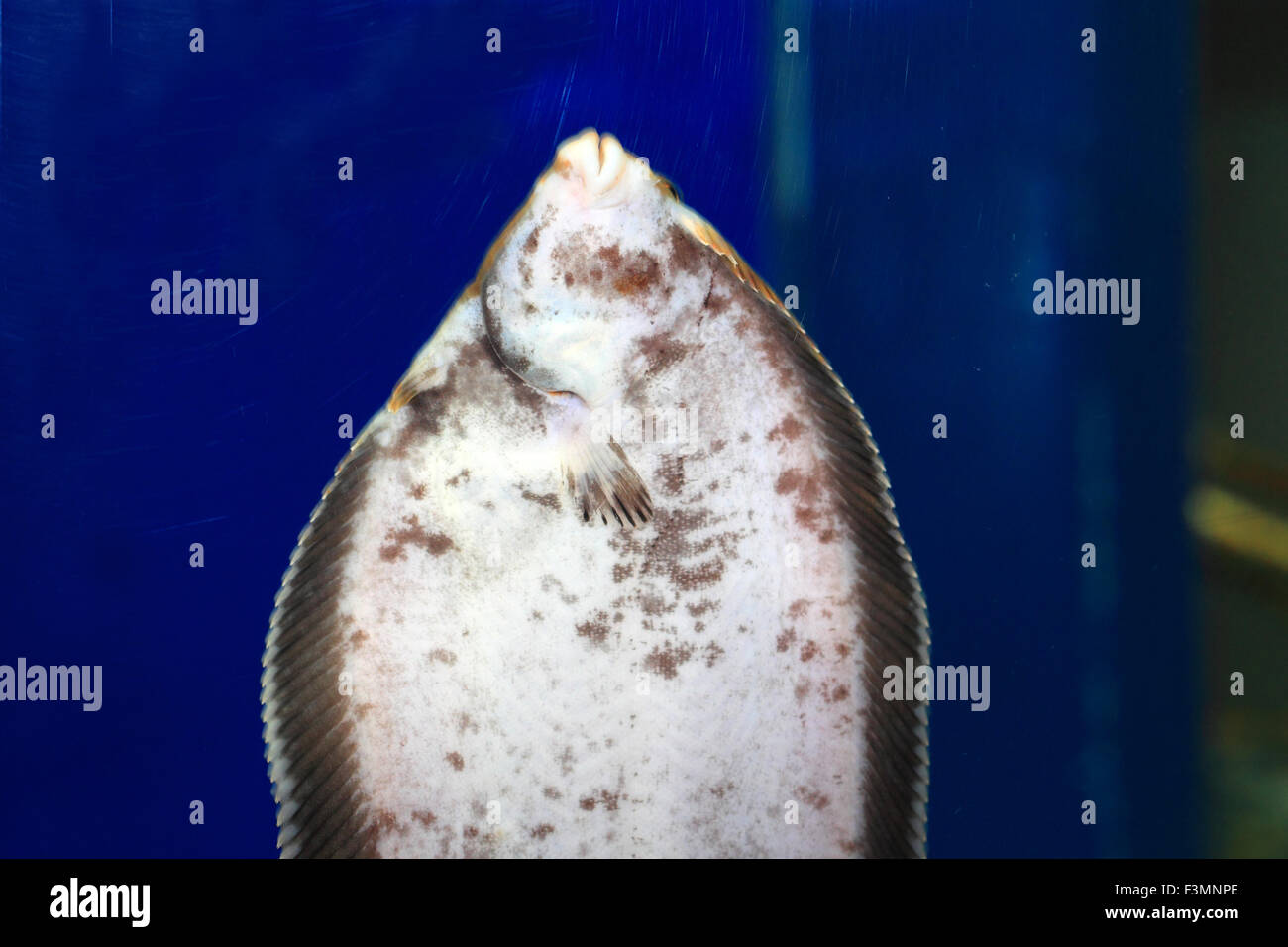 Stone flounder (Kareius bicoloratus) in Japan Stock Photo