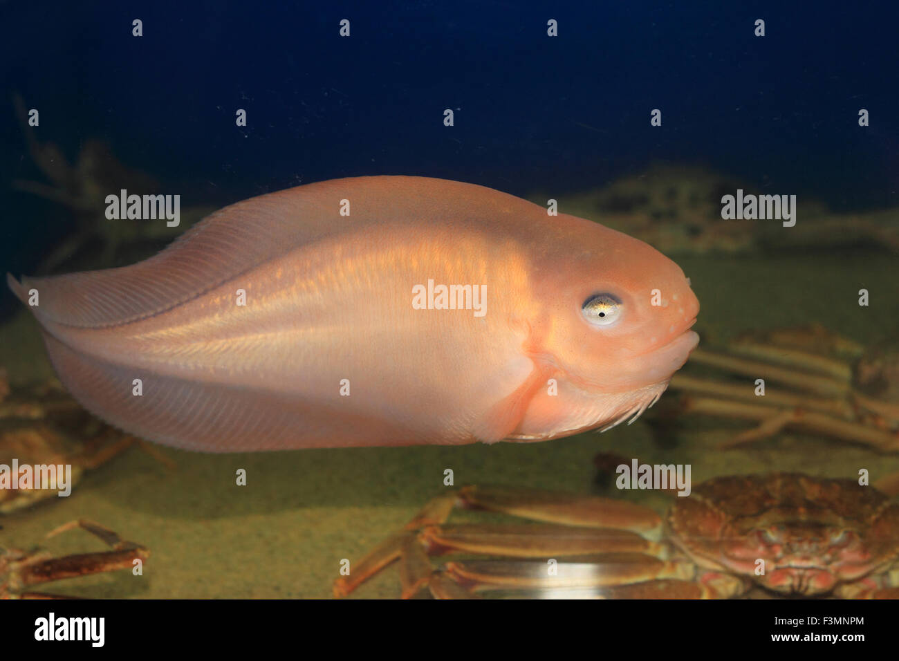 Salmon Snailfish (Careproctus rastrinus) in Japan Stock Photo