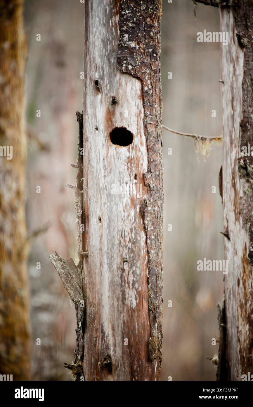 Bird nest cavity in a dead tree. Stock Photo