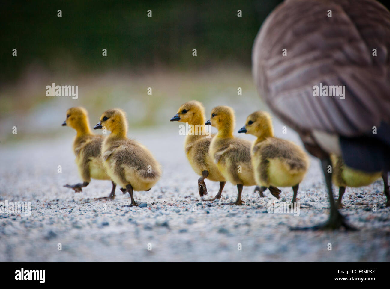 An adult Canada goose and several goslings. Stock Photo