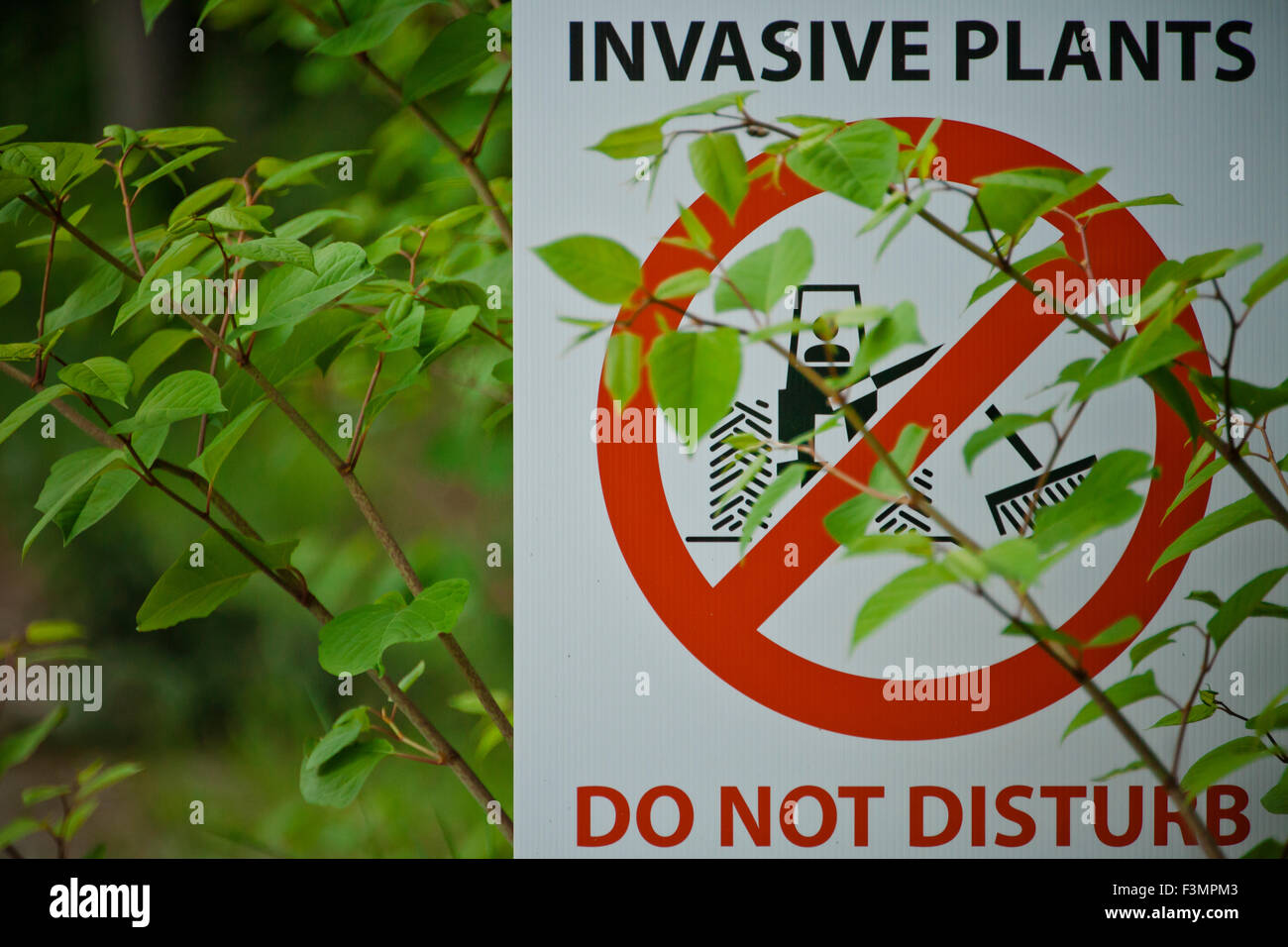 Japanese Knotweed partially covers an invasive plant sign. Stock Photo