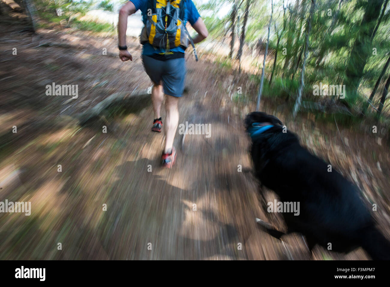 A fast pace run through the woods Stock Photo