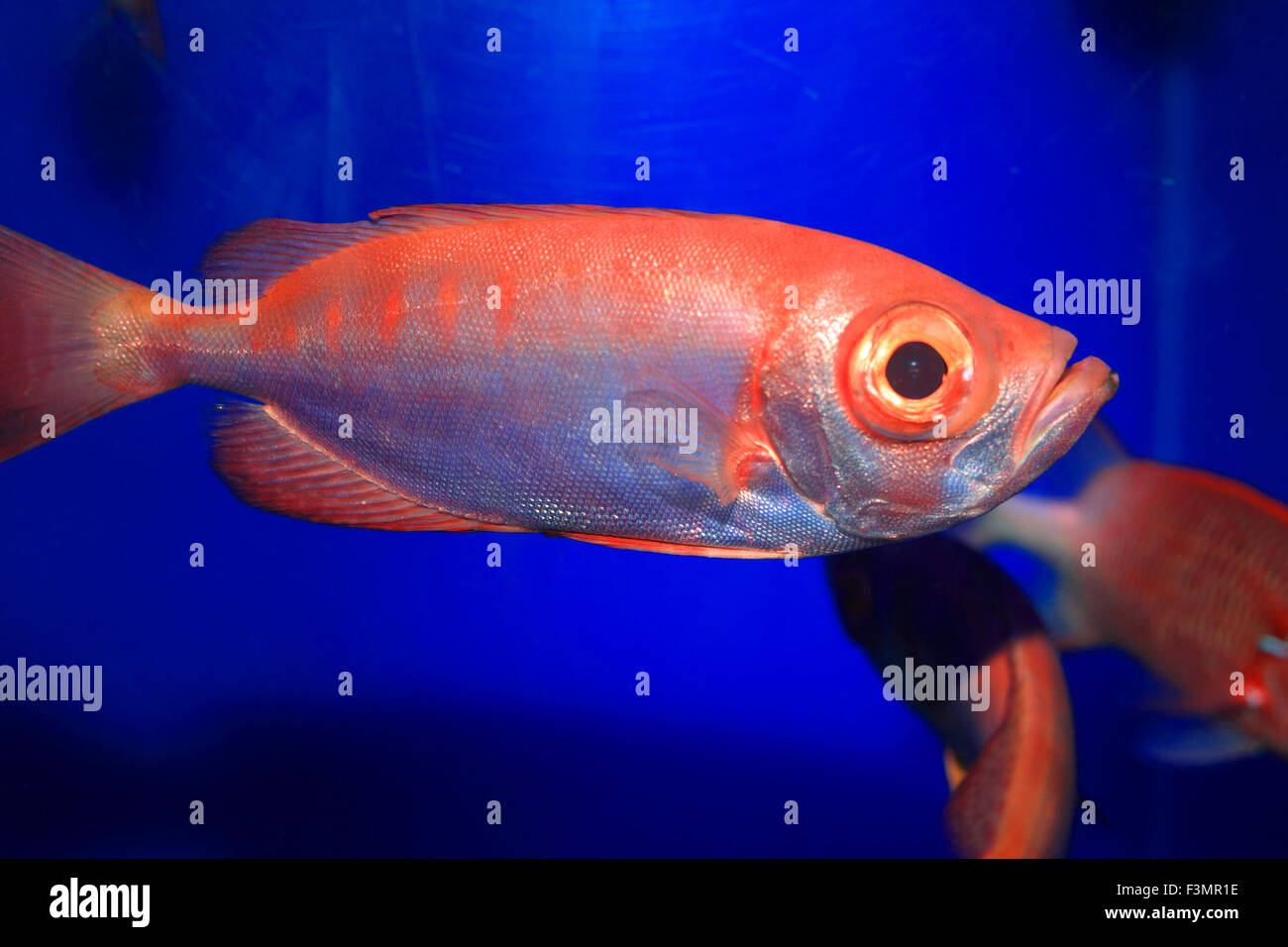 Splendid alfonsino (Beryx splendens) in Japan Stock Photo