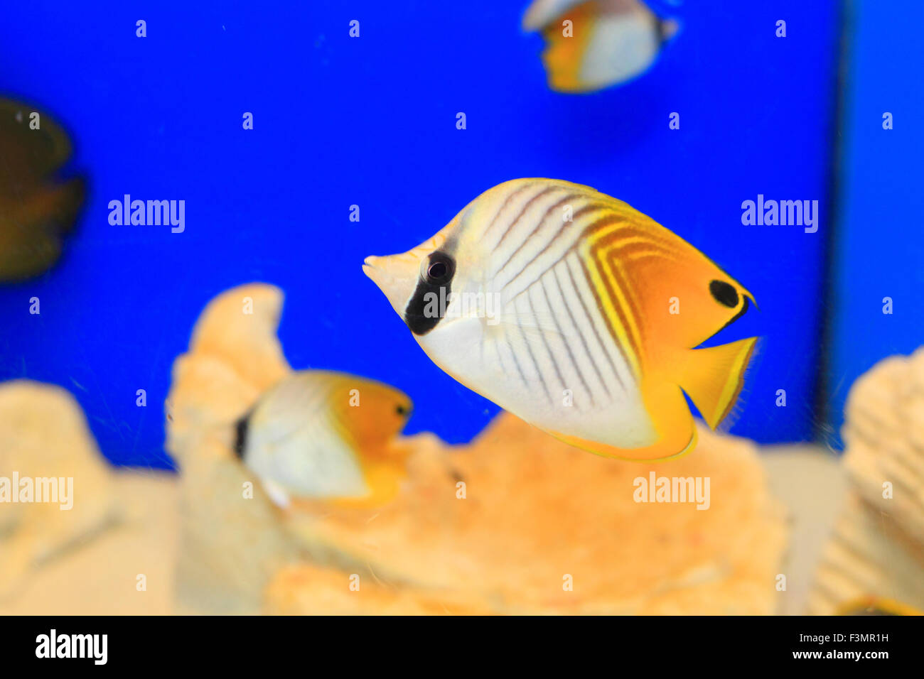 Threadfin butterflyfish (Chaetodon auriga) in Japan Stock Photo Alamy
