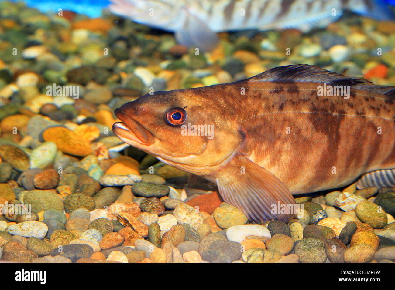 Alaska pollock (Theragra chalcogramma) in Japan Stock Photo - Alamy