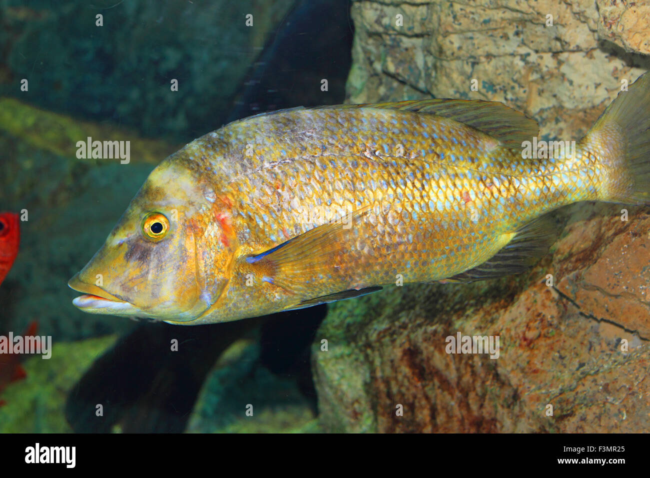 Flame-colored snapper or Waigiu snapper (Lutjanus fulvus) in Japan Stock Photo