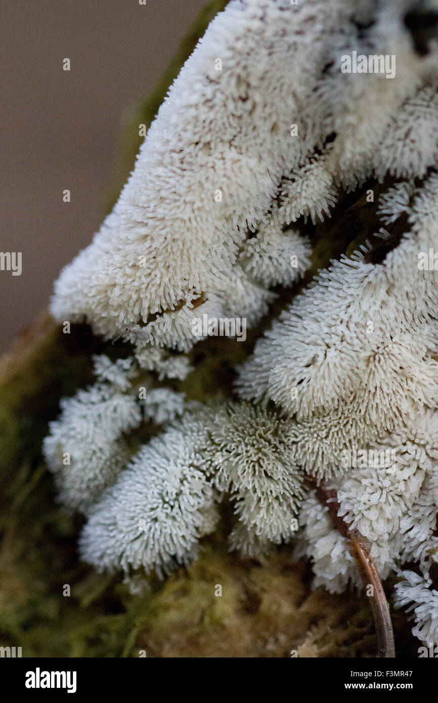 White Coral Slime Mold Ceratiomyxa fruticulosa Stock Photo