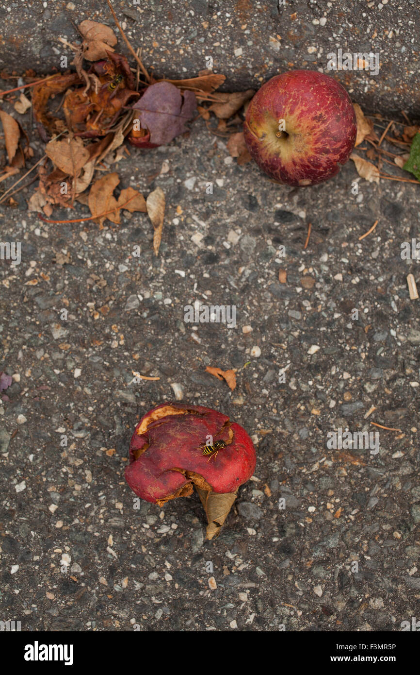 Red apples lie in the gutter in fall. Stock Photo