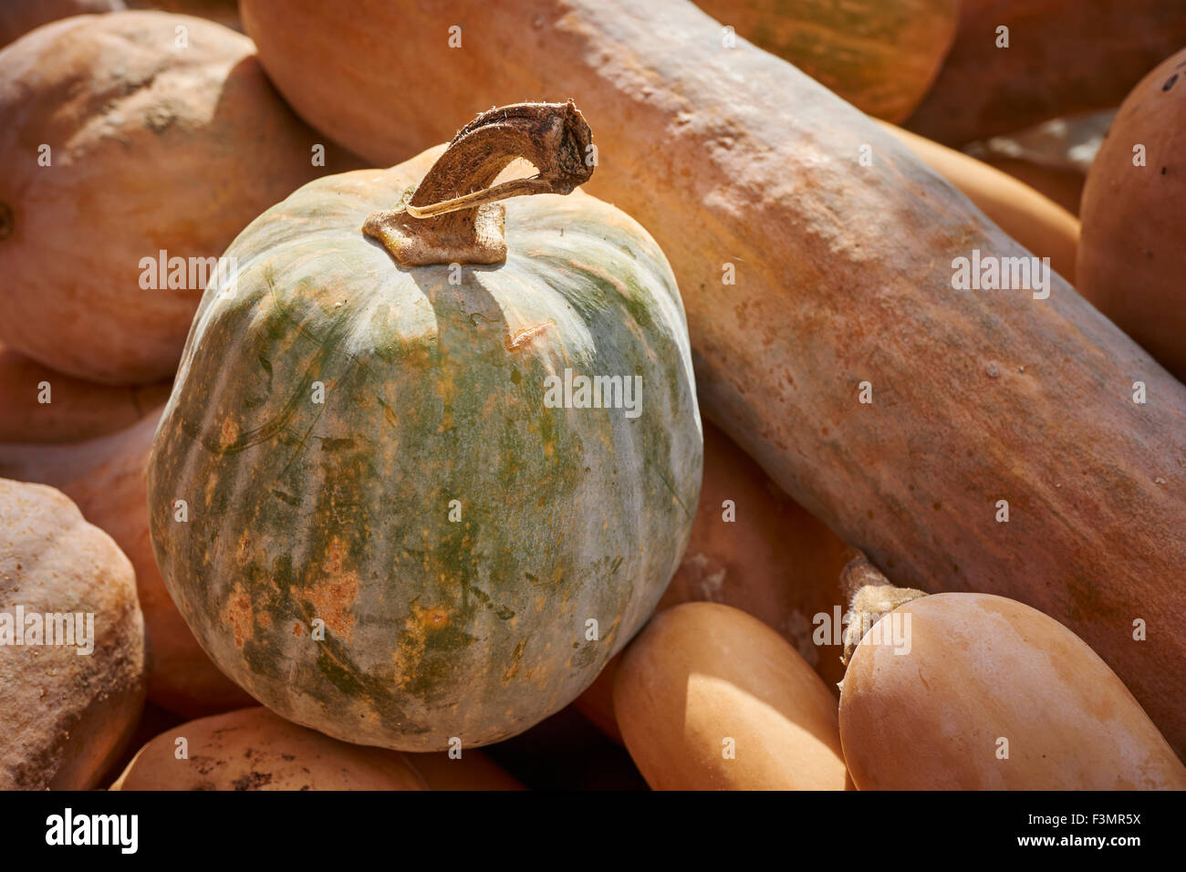 Pumpkins at a farm stand, York County, Pennsylvania, USA Stock Photo