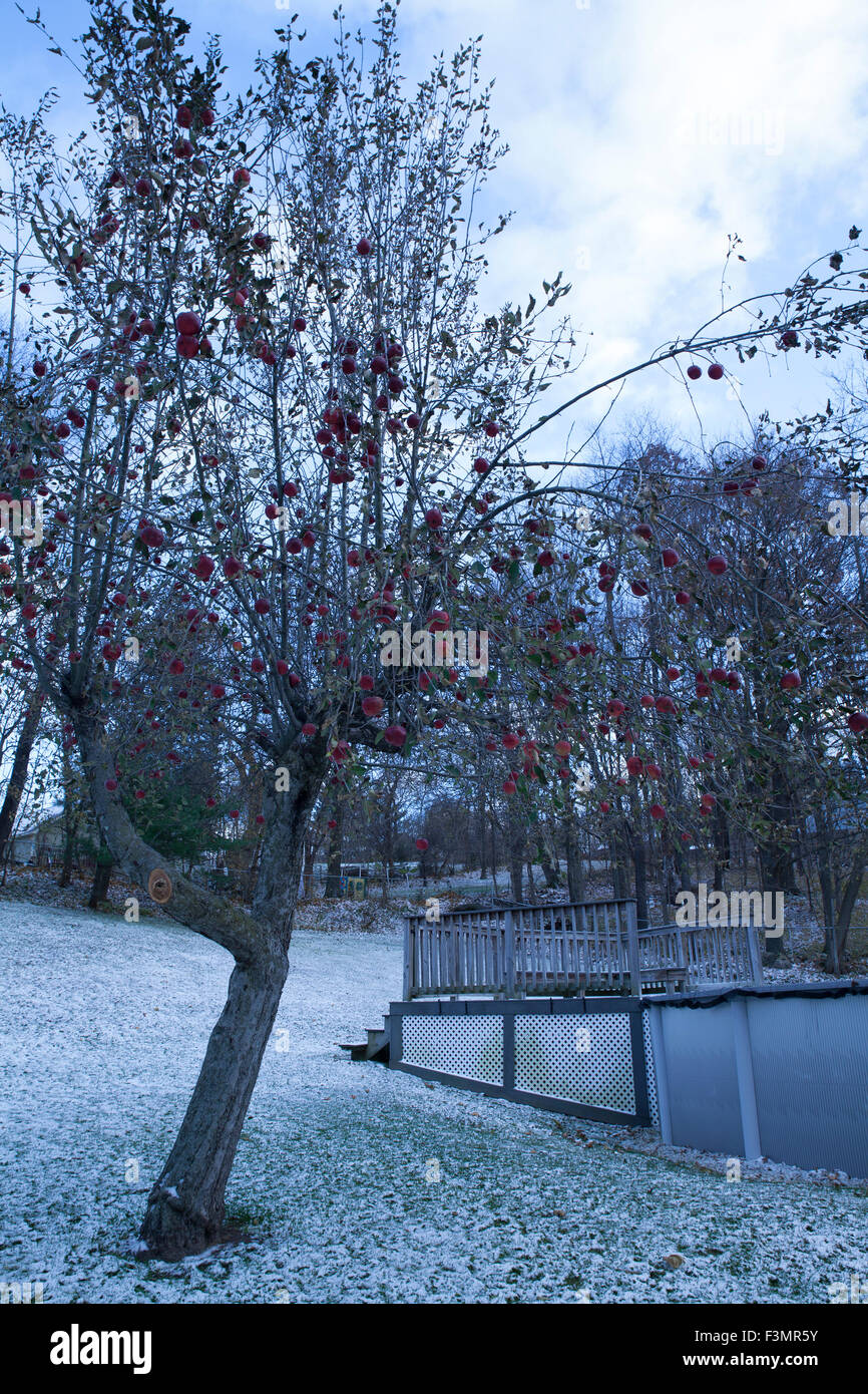 In December, unharvested red apples hang on a tree in a back yard with snow on the ground. Stock Photo