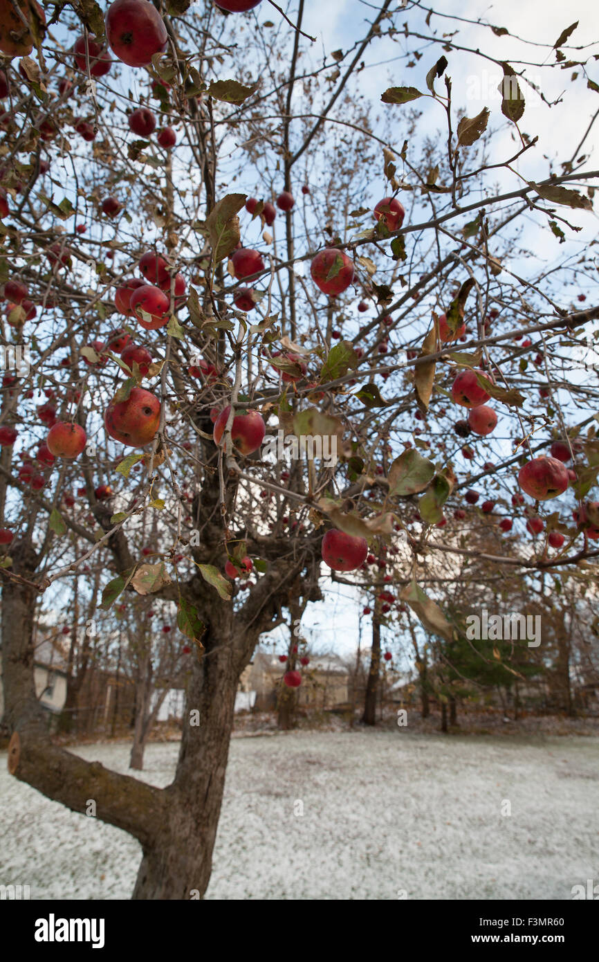In December, unharvested red apples hang on a tree in a back yard with snow on the ground. Stock Photo