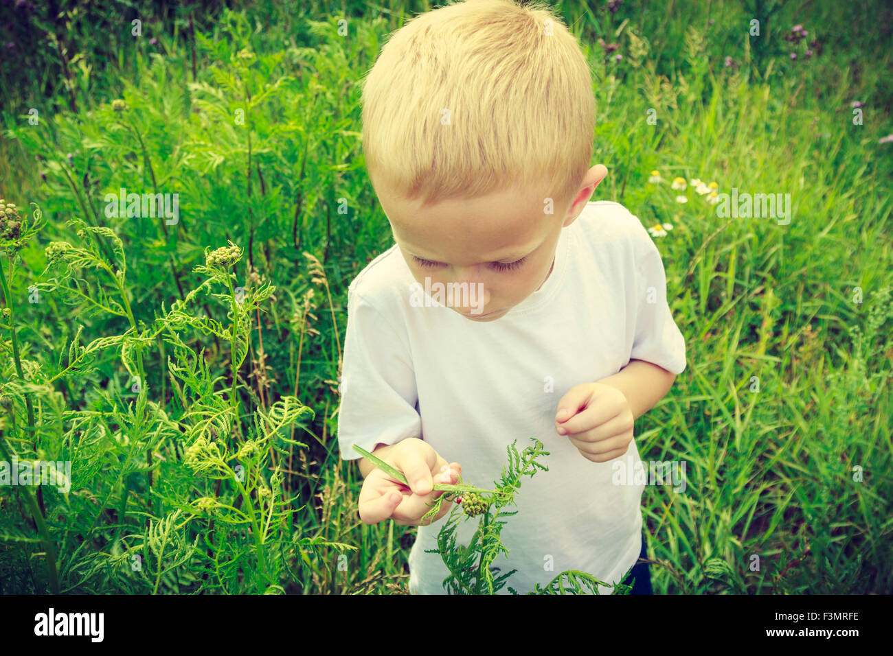 Child kid examining and picking flowers in meadow. Environmental