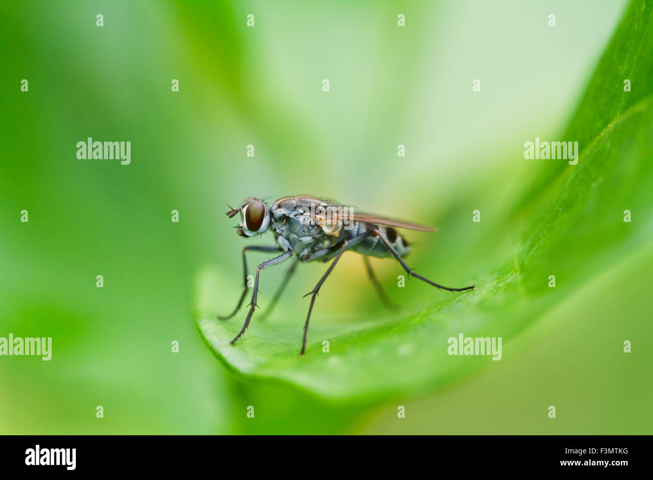 insect on grass Stock Photo