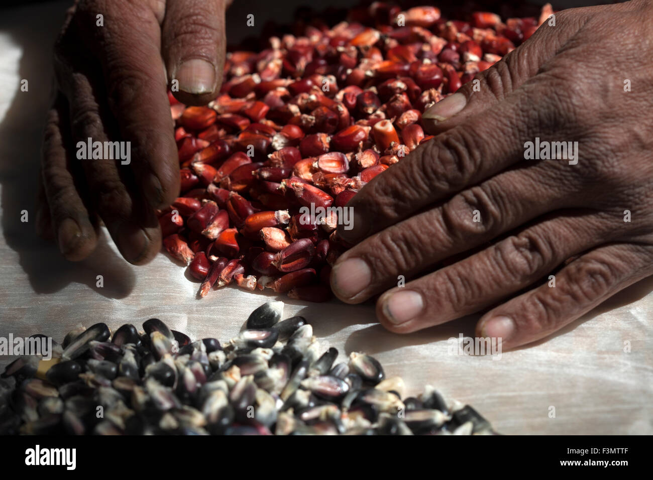 'Tomaicito' who works to protect and rescue the original varieties of his nation´s corn moves red corn seeds in 'Tepetlixpa Seed Bank' Stock Photo