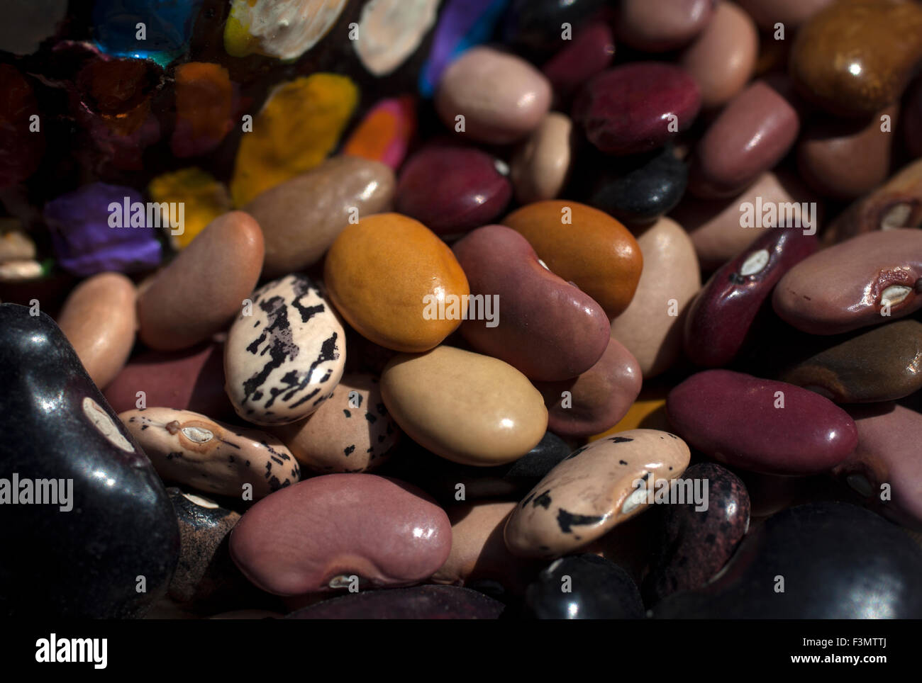 Multicolored kidney beans in 'Tepetlixpa Seed Bank', created by Tomas Villanueva Buendia 'Tomaicito' to protect and rescue the original varieties of Mexican corn Stock Photo