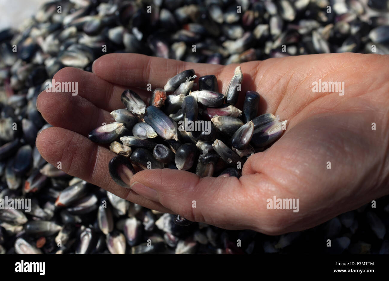 A woman holds blue corn in 'Tepetlixpa Seed Bank' Stock Photo