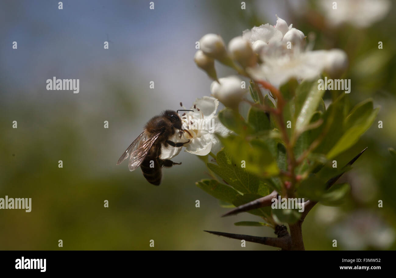 A bee licks on a white flower in Prado del Rey, Sierra de Cadiz, Andalusia, Spain Stock Photo