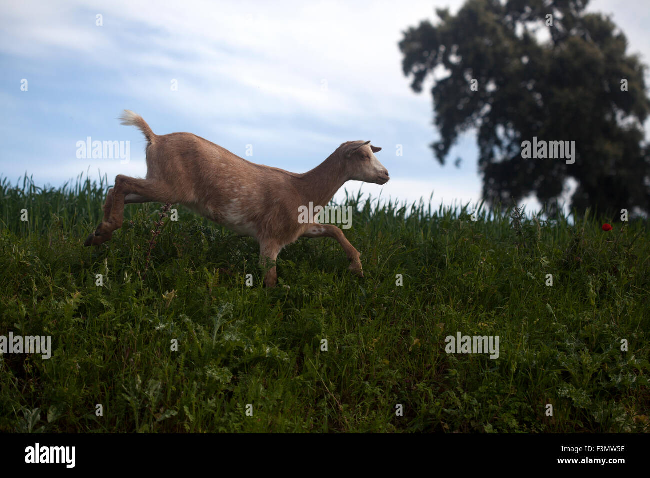 A goat walks near a monoculture field of genetically modified wheat Stock Photo