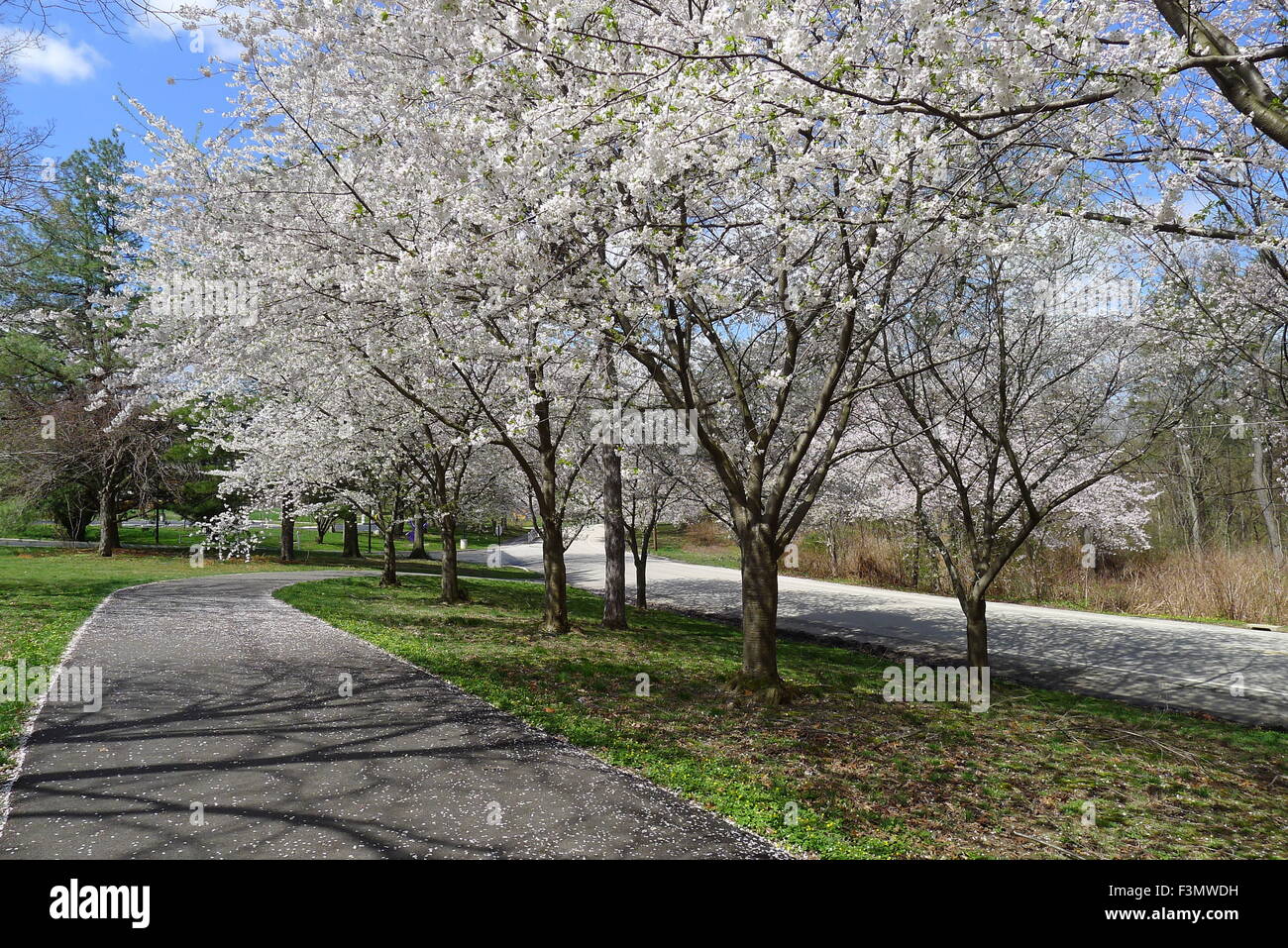 Cherry Blossoms on Lansdowne Drive in Fairmount Park, Philadelphia ...