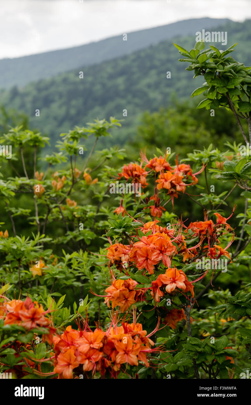 Flame azalea close up in front of mountains in the Roan Mountain