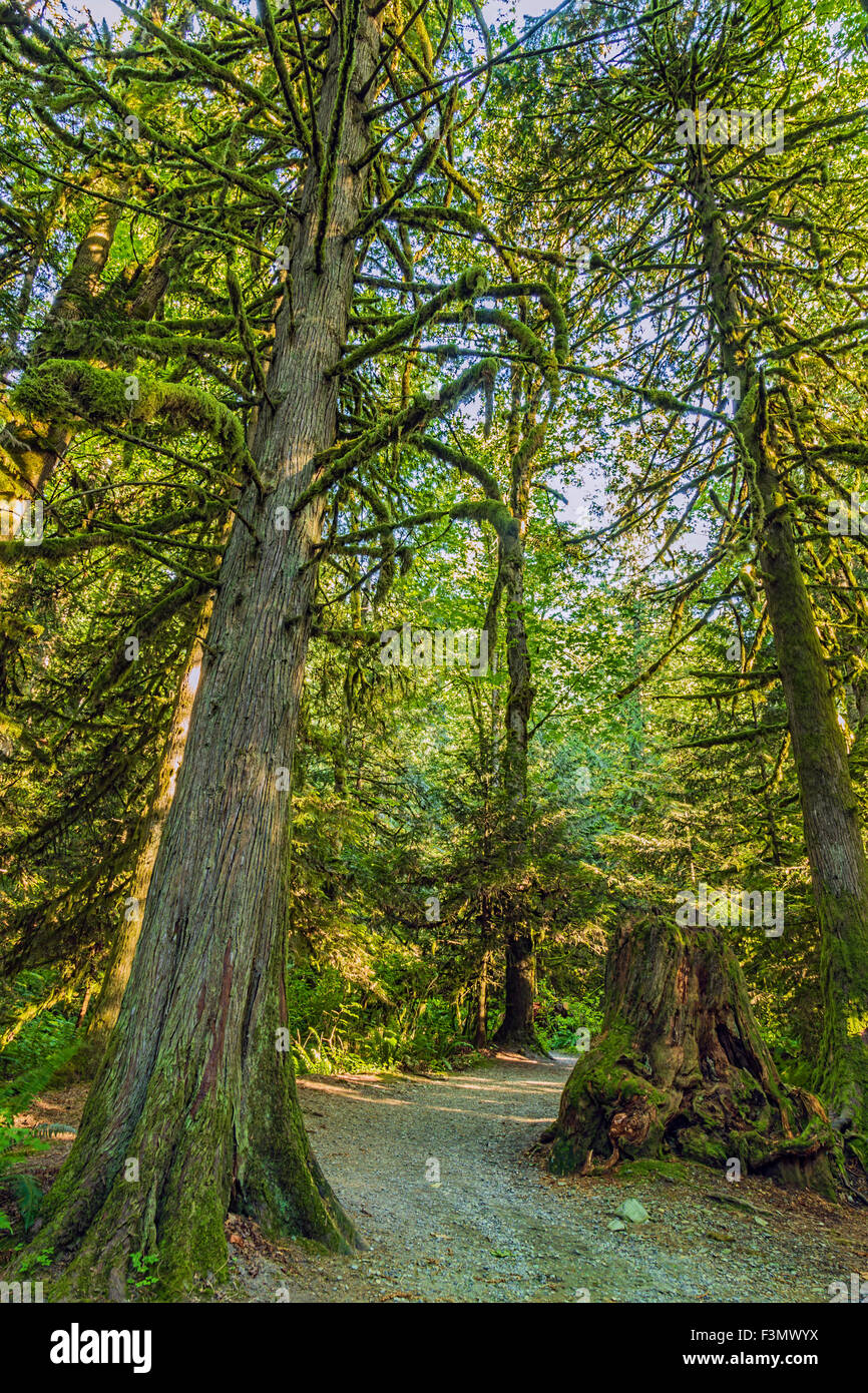 Moss covered trees at Bridal Veil Falls Provincial Park. Stock Photo