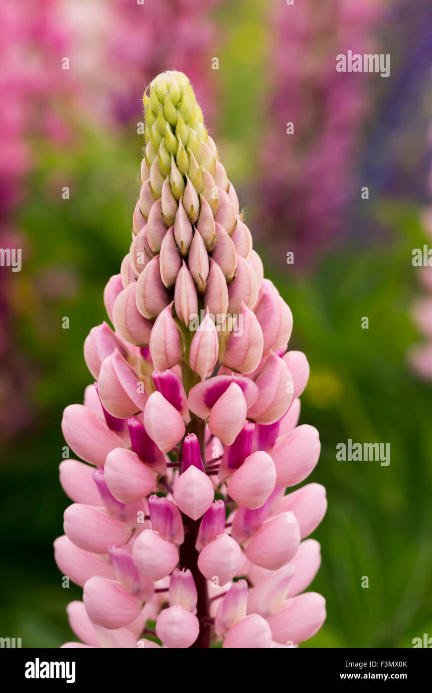Close up of a single pink Lupine. Stock Photo