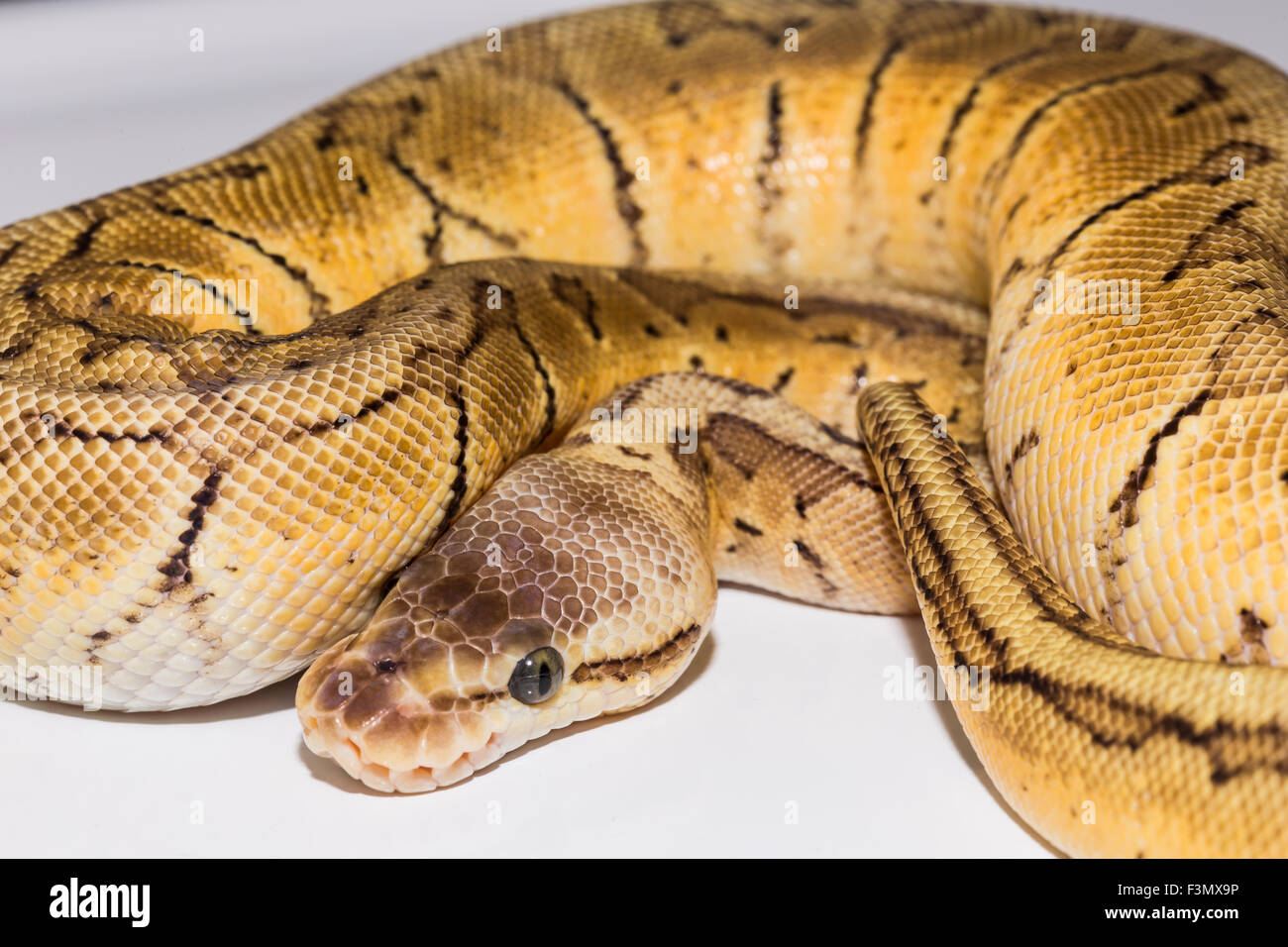 Royal Ball Python, Lemon Blast mutation, pet Stock Photo - Alamy