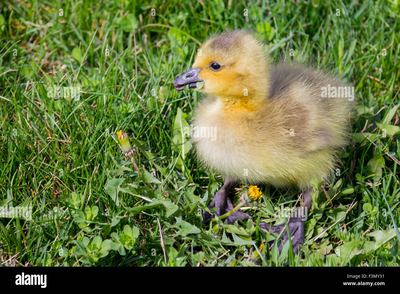 A fluffy Canadian Goose gosling in spring. Stock Photo