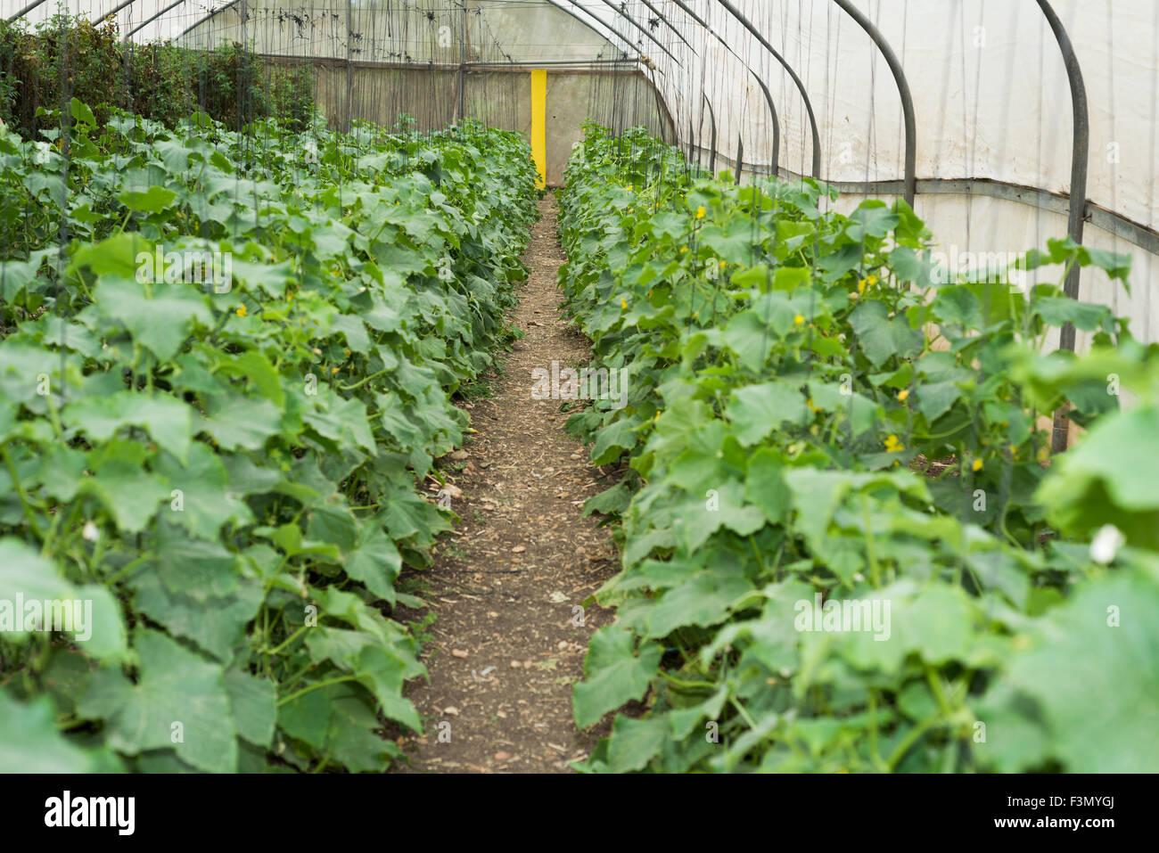 Cucumber growing at Greenhouse Stock Photo Alamy