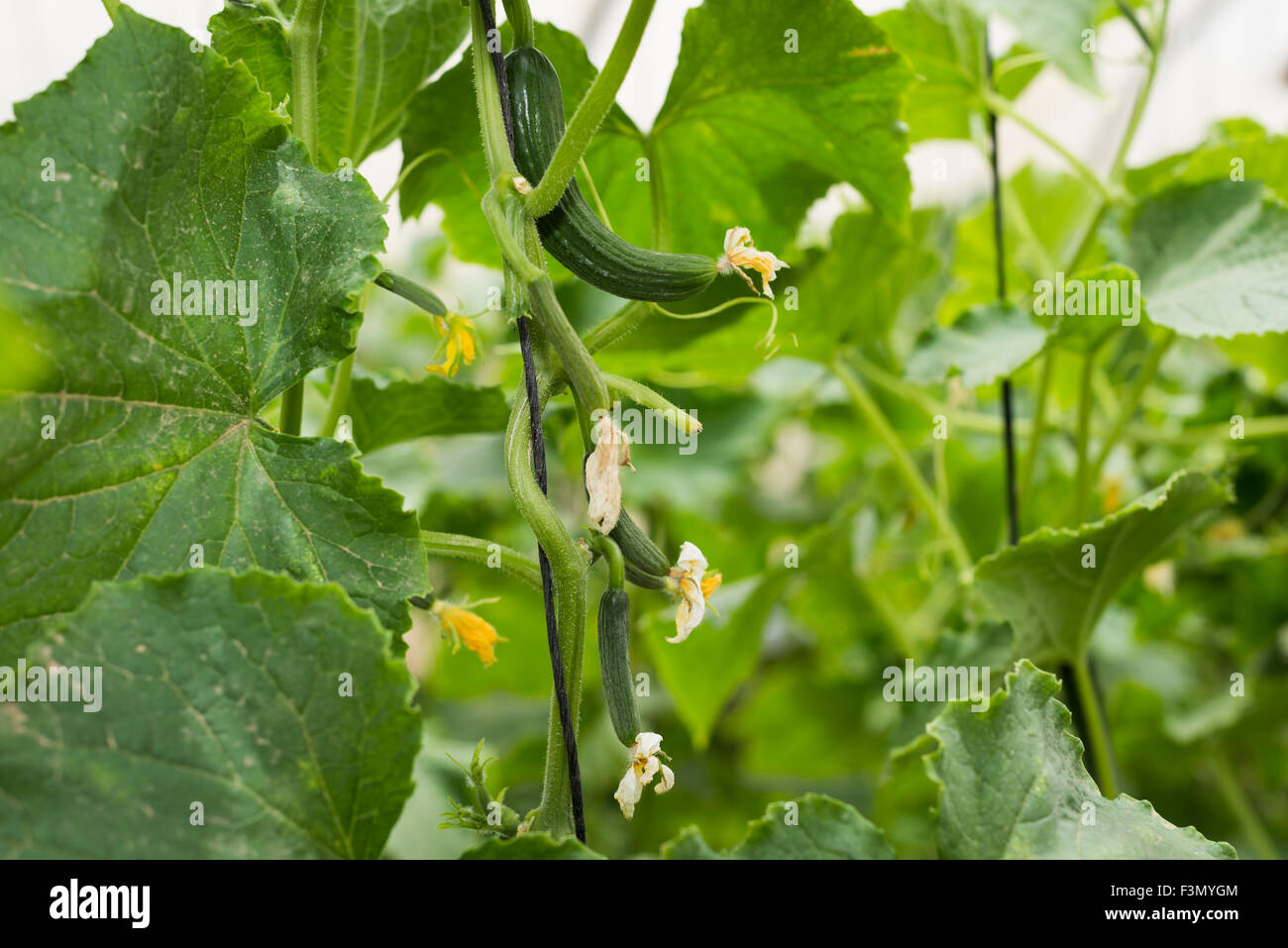 Cucumber growing at Greenhouse Stock Photo Alamy