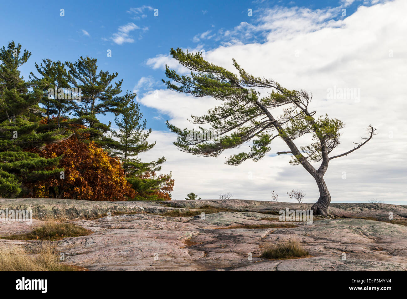 Wind Swept Tree on Georgian Bay, a Group Of Seven inspiration Stock ...