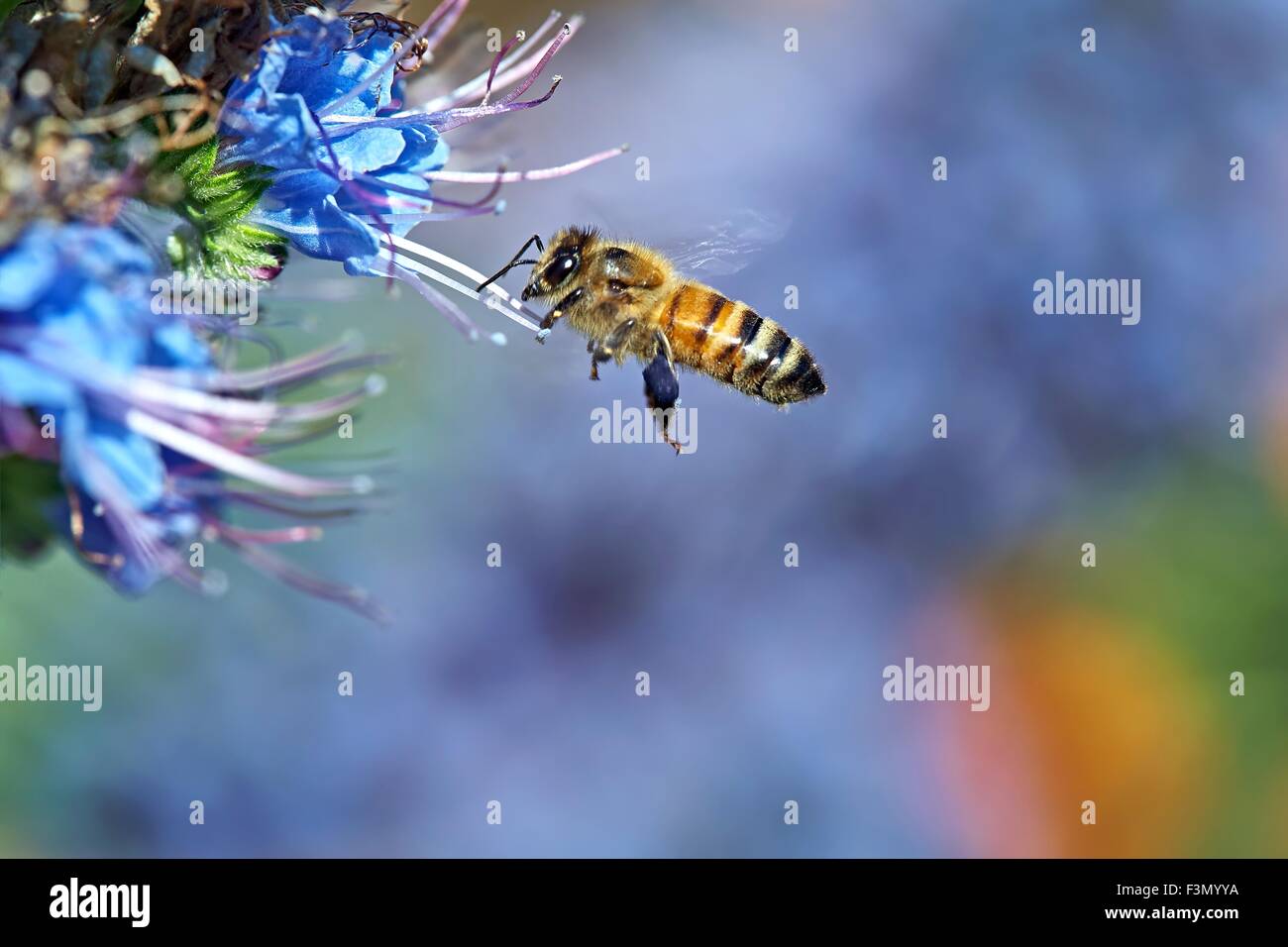Honey Bee European Apis Mellifera Flight Echium candicans Stock Photo