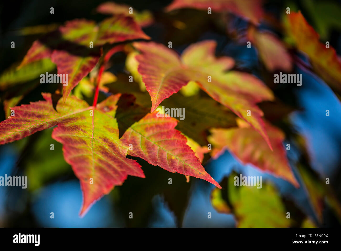 Fall colours starting to show on trees in Ontario Stock Photo - Alamy