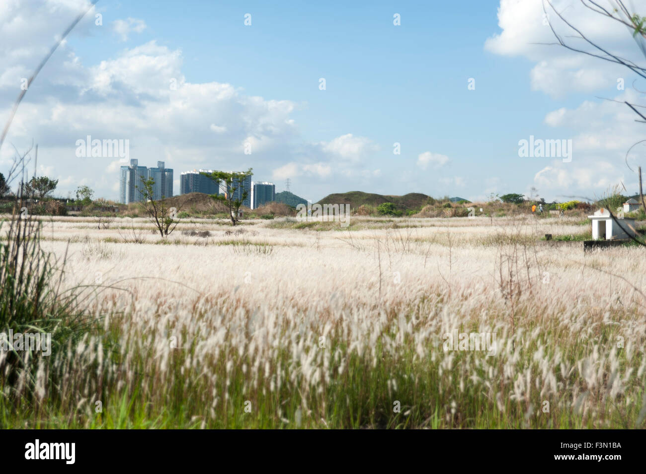 Field of Miscanthus with nice weather Stock Photo