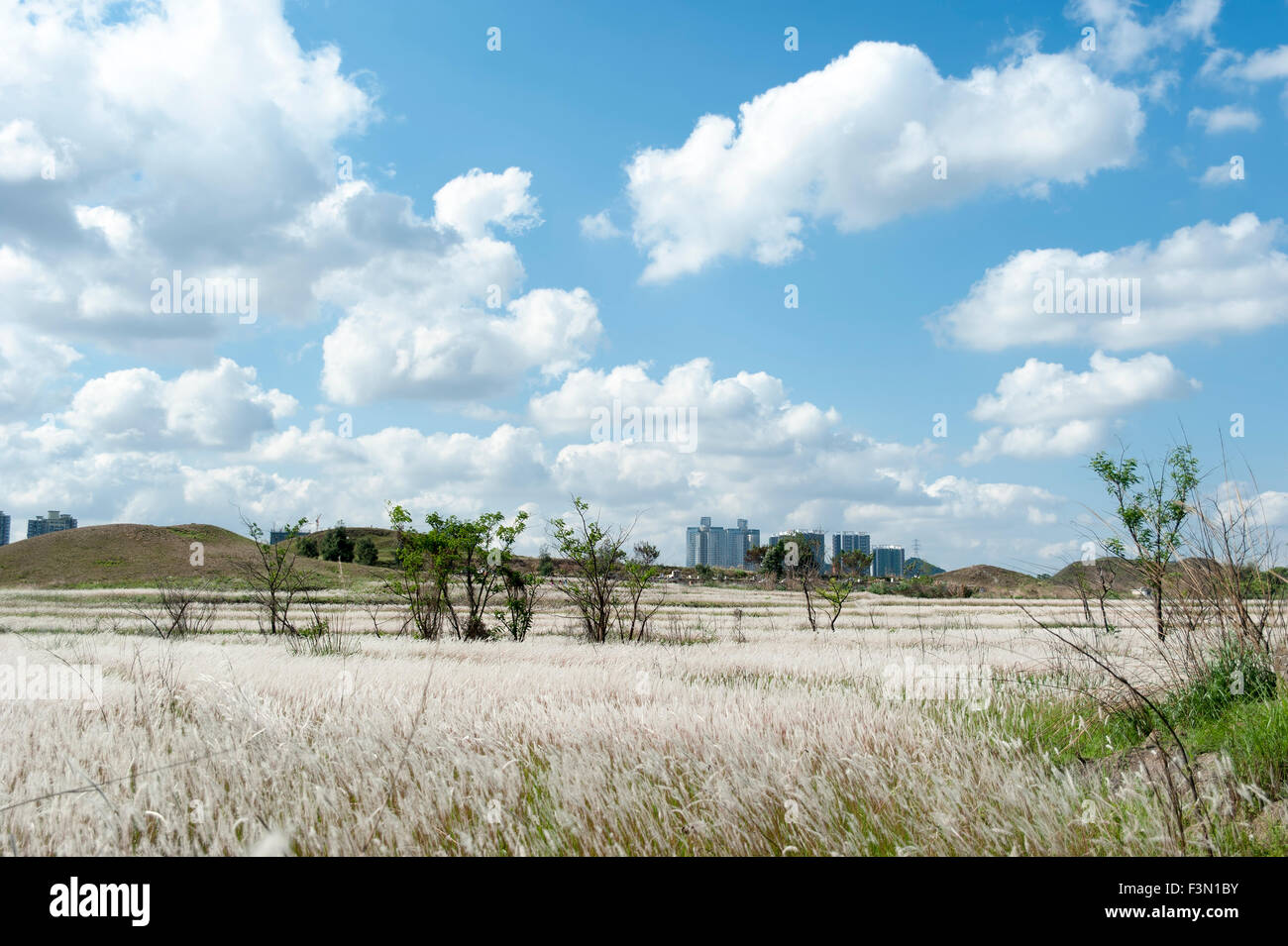 Field of Miscanthus with nice weather Stock Photo