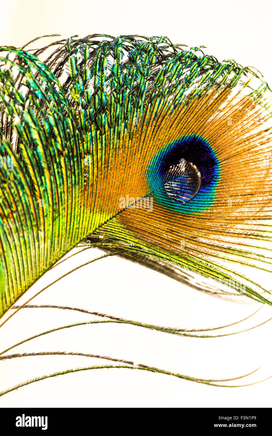 A single Peacock feather with a waterdrop at the eye. Stock Photo