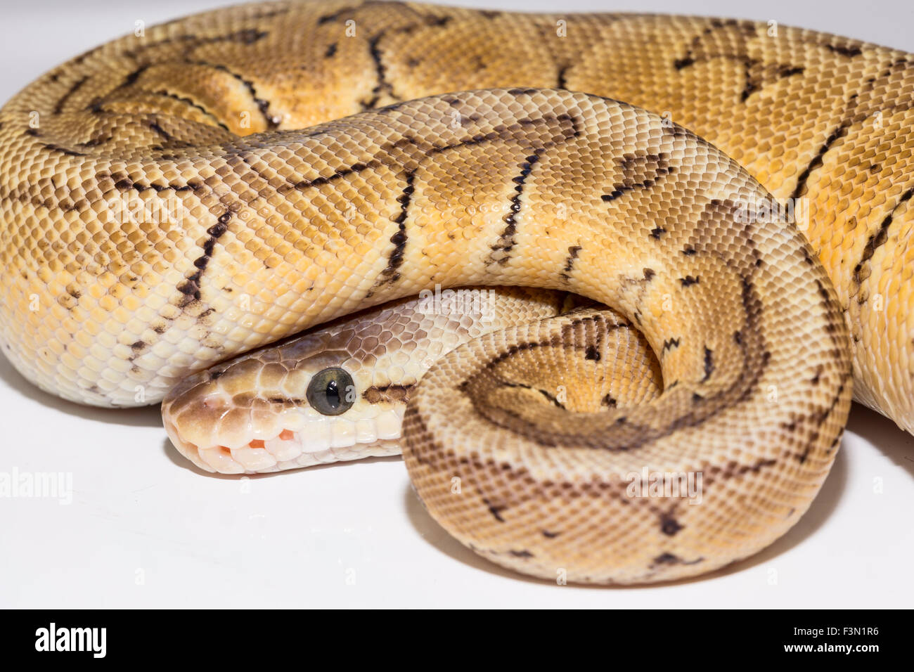 Royal Ball Python, Lemon Blast mutation, pet Stock Photo - Alamy