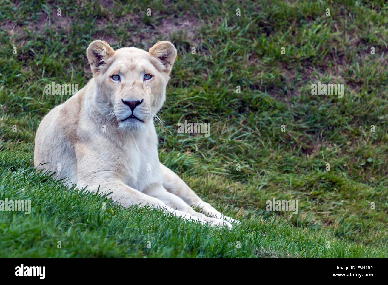 One of the White Lions at the local zoo, staring at the camera. Stock Photo