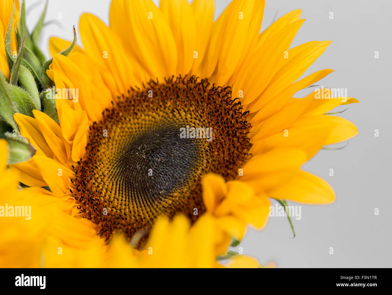 Close up of a single Sunflower with white background Stock Photo - Alamy